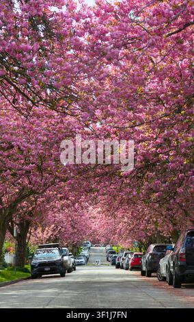 Una fitta chioma di fiori di ciliegio rosa si inarca su una tranquilla strada residenziale fiancheggiata da auto parcheggiate su East Tenth Avenue a Vancouver, Canada. Foto Stock