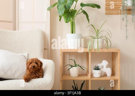 Simpatico cucciolo di barboncino toy marrone che riposa comodamente su una poltrona bianca e accogliente in un soggiorno moderno con piante d'appartamento, varie piante d'appartamento sono disposte su Foto Stock