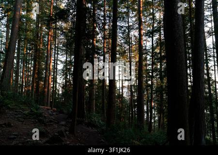 La luce del sole filtra attraverso alti conifere in una foresta fitta, illuminando i tronchi lungo un sentiero sterrato roccioso all'ora dorata Foto Stock