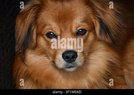 Chihuahua a pelo lungo che guarda direttamente la fotocamera in un primo piano Foto Stock