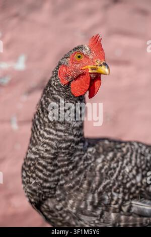 Ritratto verticale in primo piano di una gallina curiosa maculata nera e bianca con il ciuffo rosso Foto Stock