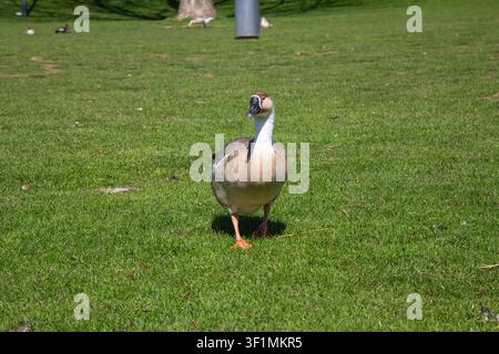 Questa bellissima fotografia di fauna selvatica cattura una vista frontale dettagliata di un'oca-cigno marrone grande (Anser cygnoides) durante una luminosa giornata di sole primaverile. La fotocamera si concentra con nitidezza sul corpo intero dell'uccello Foto Stock