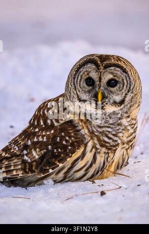 Gufo baratto (Strix varia), Greater Sudbury, Ontario, Canada Foto Stock