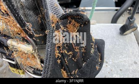 Gamberetti scheletrici e detriti marini aggrappati a un pezzo nero di attrezzatura da sub Foto Stock