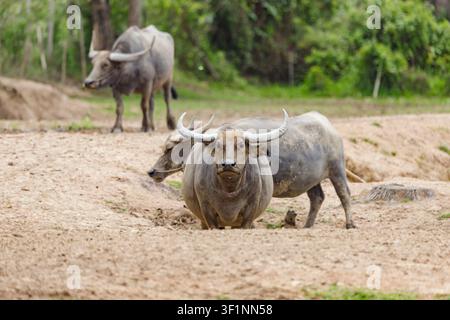Bufalo d'acqua o bufalo d'acqua domestico (Bubalus bubalis) in un recinto Foto Stock