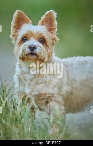 Yorkshire Terrier curioso che osserva l'ambiente su un sentiero nell'erba verde Foto Stock