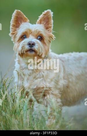 Yorkshire Terrier curioso che osserva l'ambiente su un sentiero nell'erba verde Foto Stock