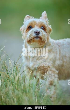 Yorkshire Terrier curioso che osserva l'ambiente su un sentiero nell'erba verde Foto Stock