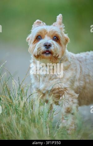 Yorkshire Terrier curioso che osserva l'ambiente su un sentiero nell'erba verde Foto Stock