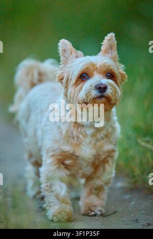 Yorkshire Terrier curioso che osserva l'ambiente su un sentiero nell'erba verde Foto Stock