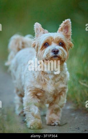 Yorkshire Terrier curioso che osserva l'ambiente su un sentiero nell'erba verde Foto Stock