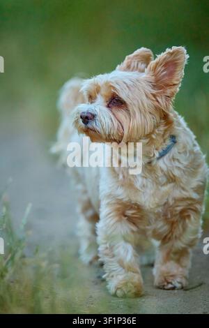 Yorkshire Terrier curioso che osserva l'ambiente su un sentiero nell'erba verde Foto Stock