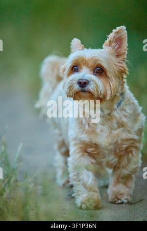 Yorkshire Terrier curioso che osserva l'ambiente su un sentiero nell'erba verde Foto Stock