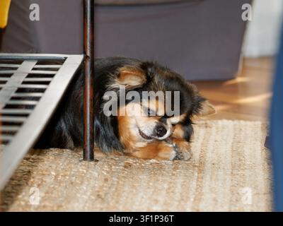 Cane Chihuahua a pelo lungo (Canis lupus familiaris) che guarda verso l'alto all'interno Foto Stock