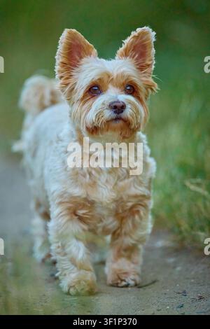 Yorkshire Terrier curioso che osserva l'ambiente su un sentiero nell'erba verde Foto Stock