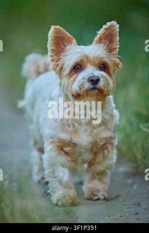Yorkshire Terrier curioso che osserva l'ambiente su un sentiero nell'erba verde Foto Stock