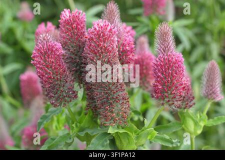 Trifolium rubens, fiori di trifoglio rosso in un giardino estivo. Regno Unito Foto Stock