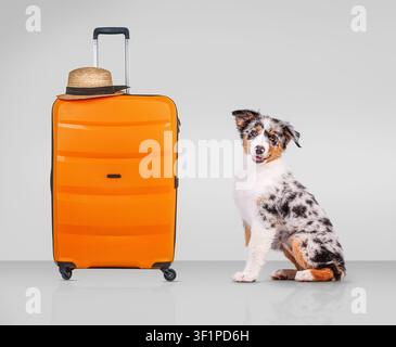 Cucciolo di Australian Shepherd seduto accanto a una valigia arancione Foto Stock