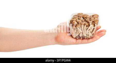 fungo enoki nel percorso della mano isolato su bianco Foto Stock
