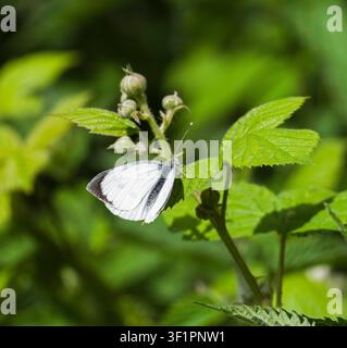 Farfalla bianca con venature verdi, pieris napi, maschio, in estate appollaiato su una foglia, Northumberland, Regno Unito Foto Stock