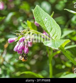 Bumblebee comune sul plantago comune, Bombus pascuorum e Symphytum officinale rispettivamente, Northumberland, Regno Unito. Foto Stock