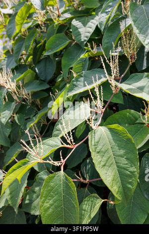 Pianta invasiva Renouria del Giappone (Fallopia japonica), Budapest, Ungheria Foto Stock