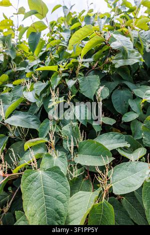 Pianta invasiva Renouria del Giappone (Fallopia japonica), Budapest, Ungheria Foto Stock