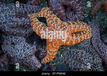 Stelle di mare ocra esposte dalle maree negative a Bandon Beach sulla costa meridionale dell'Oregon. Foto Stock