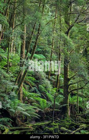 Foresta pluviale temperata lungo il sentiero che porta alle Nelson Falls nel parco nazionale delle fiumane selvagge di Franklin-Gordon in Tasmania, Australia. Quest'area fa parte di Foto Stock
