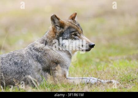 Lupo eurasiatico o lupo grigio europeo (Canis lupus lupus), Germania Foto Stock
