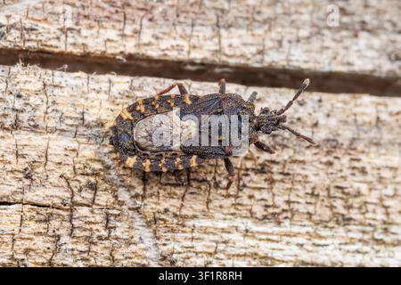 Mezira subsetosa, un insetto piatto (famiglia Aradidae) - Femmina Foto Stock