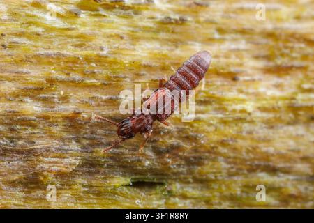Thoracophorus costalis, un coleottero della famiglia degli Stafilinidi (Staphylinidae) Foto Stock