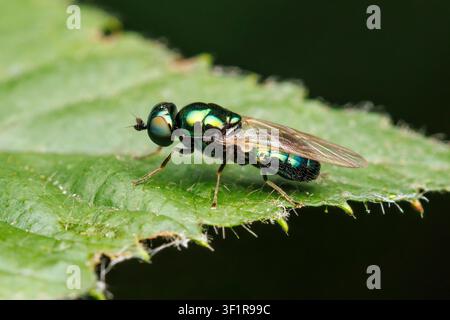 Gem Fly con corna nera (Microchrysa polita) - femmina Foto Stock