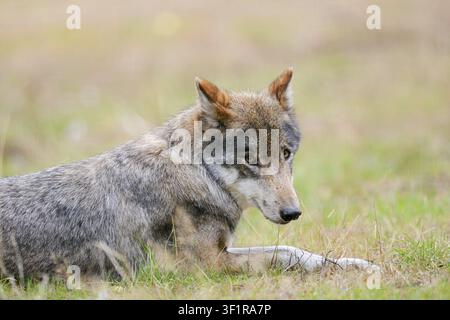 Lupo eurasiatico o lupo grigio europeo (Canis lupus lupus), Germania Foto Stock