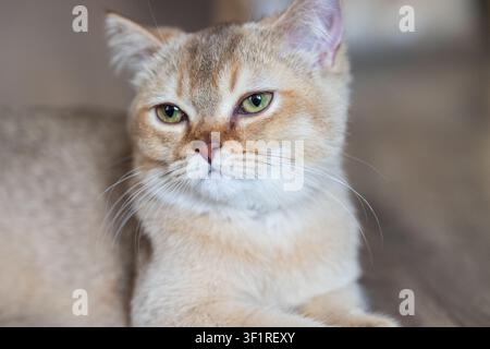Ritratto del gattino color chinchilla dorata British Shorthair, primo piano Foto Stock