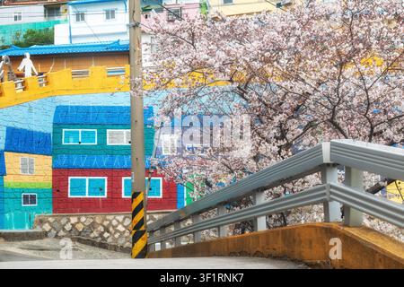 Albero di ciliegio in fiore accanto a un muro dipinto colorato e a un ponte pedonale giallo nel quartiere culturale di Gamcheon, Busan, Corea del Sud, durante la primavera Foto Stock