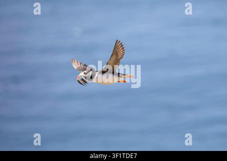 Pulcinella atlantico adulto in volo sull'acqua blu dell'oceano, portando un becco pieno di anguille di sabbia appena catturate verso la sua colonia di nidificazione. Foto Stock