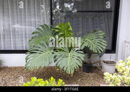 Un grande filodendro tropicale a foglia divisa con foglie verdi lucide fenestrate che cresce in vasi su un letto di ghiaia davanti alla finestra, natura esterna calma Foto Stock