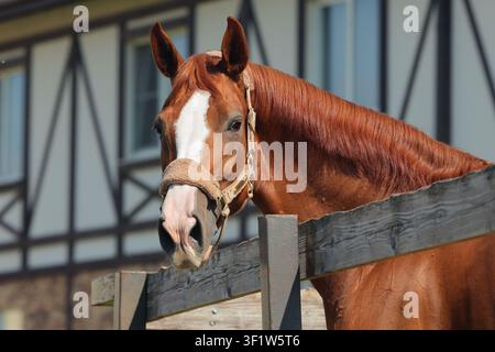 Cavallo da dressage baio nel pascolo del ranch Foto Stock