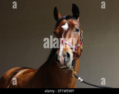 Cavallo Trakehner baio con briglia classica in stalla buia Foto Stock