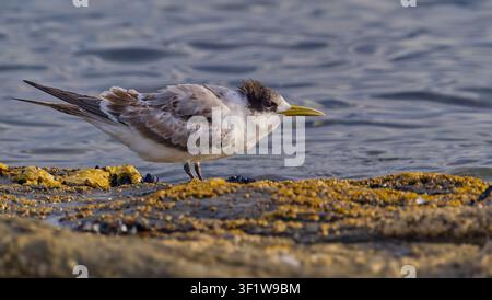 Un gabbiano reale (Thalasseus bergii) su una piattaforma rocciosa sulla riva al sole lungo il fiume Derwent, Hobart, Tasmania Foto Stock