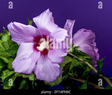 Scatto macro di un fiore di ibisco siriano rosa in fiore con gocce d'acqua sui petali su uno sfondo viola vibrante Foto Stock