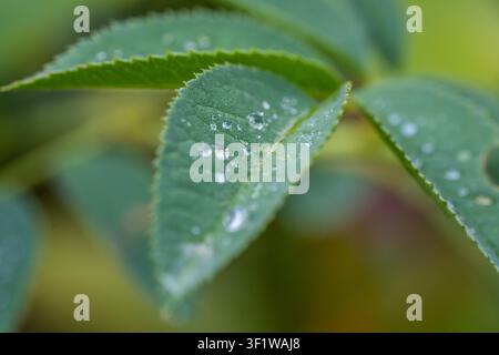 Primo piano di foglie verdi ruvide e seghettate ricoperte da numerose piccole goccioline d'acqua scintillanti della rugiada mattutina. Foto Stock
