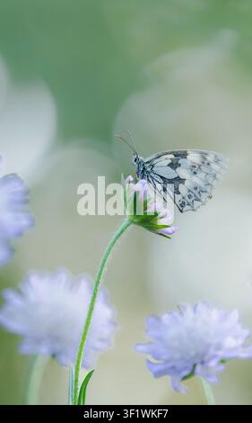 Margherita macchiata Melanargia galathea, appollaiato circondato da fiori di scabiosa Foto Stock
