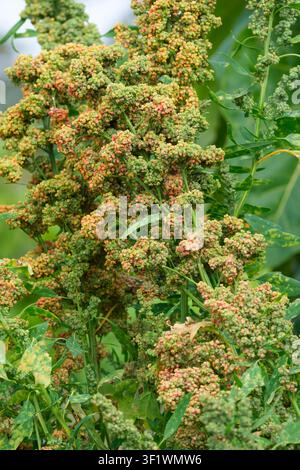 Quinoa, Chenopodium quinoa, pseudocereale, grappoli densi di semi commestibili che maturano sulla pianta all'inizio dell'autunno Foto Stock