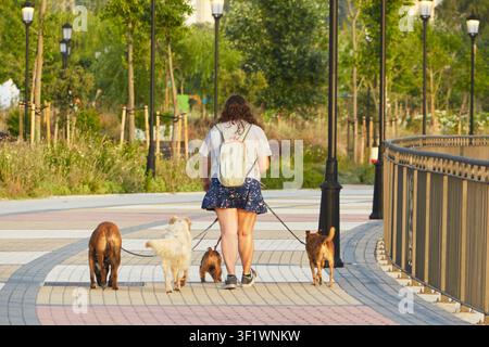 Vista posteriore di una donna che cammina con quattro cani senza guinzaglio su un sentiero del parco in Spagna Foto Stock