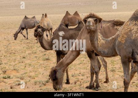 Cammello mongolo nel deserto del Gobi Foto Stock