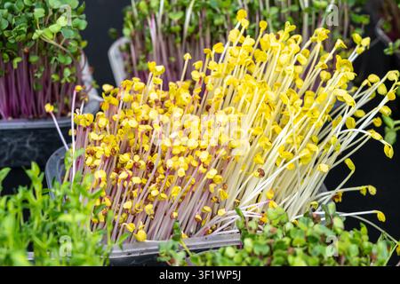Microgreens freschi, miscela di germogli in contenitori con foglie verdi e gialle vibranti. Germogli sani e nutrienti, microgreens per insalate, guarnizioni Foto Stock