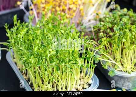 Microgreens freschi, miscela di germogli in contenitori con foglie verdi e gialle vibranti. Germogli sani e nutrienti, microgreens per insalate, guarnizioni Foto Stock