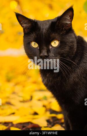 Gatto nero seduto su foglie autunnali e che guarda la fotocamera. Concetto di ritratto di animale domestico per la stagione autunnale, cura degli animali e vita domestica Foto Stock
